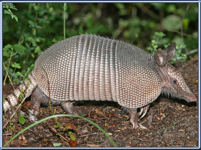 Animals Names Starting With X | List Of Animals Name A To Z