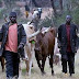 Reasons We Attacked Benue Communities – Miyetti Allah Cattle Breeders