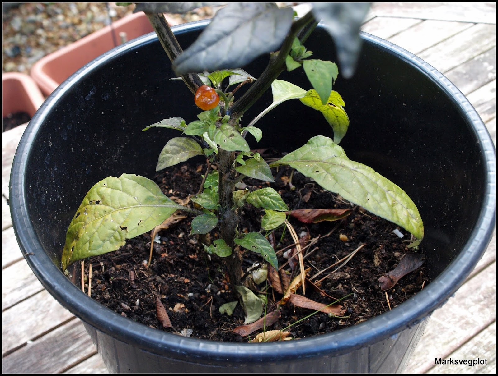 Mark's Veg Plot Chillis preparing for Winter