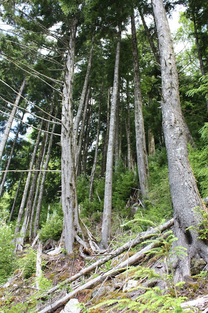 Rainforest in Ketchikan, Alaska