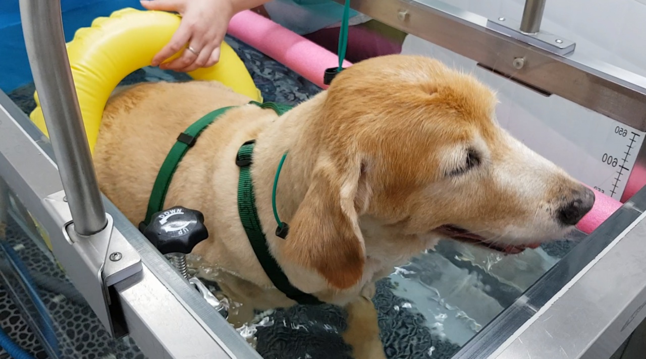 動物にも使える5つのテクノロジー