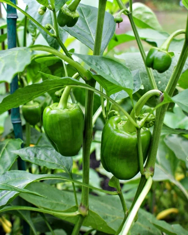 Garden grown green bell peppers