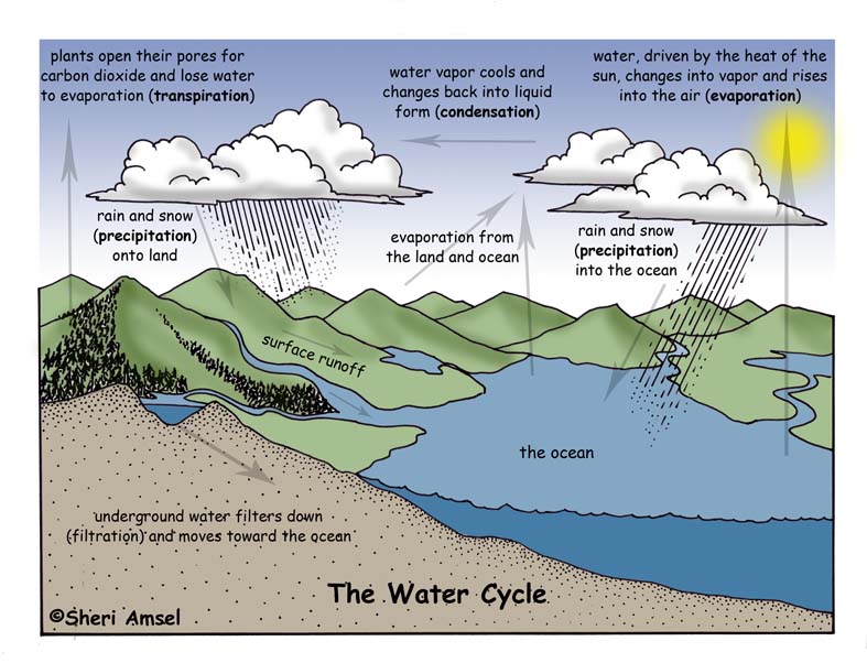 Sunnyland 4th Grade!: The Water Cycle