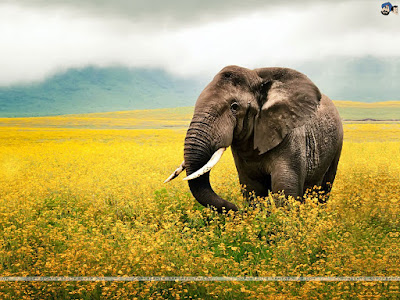 Most viewed Elephant Wallpaper 