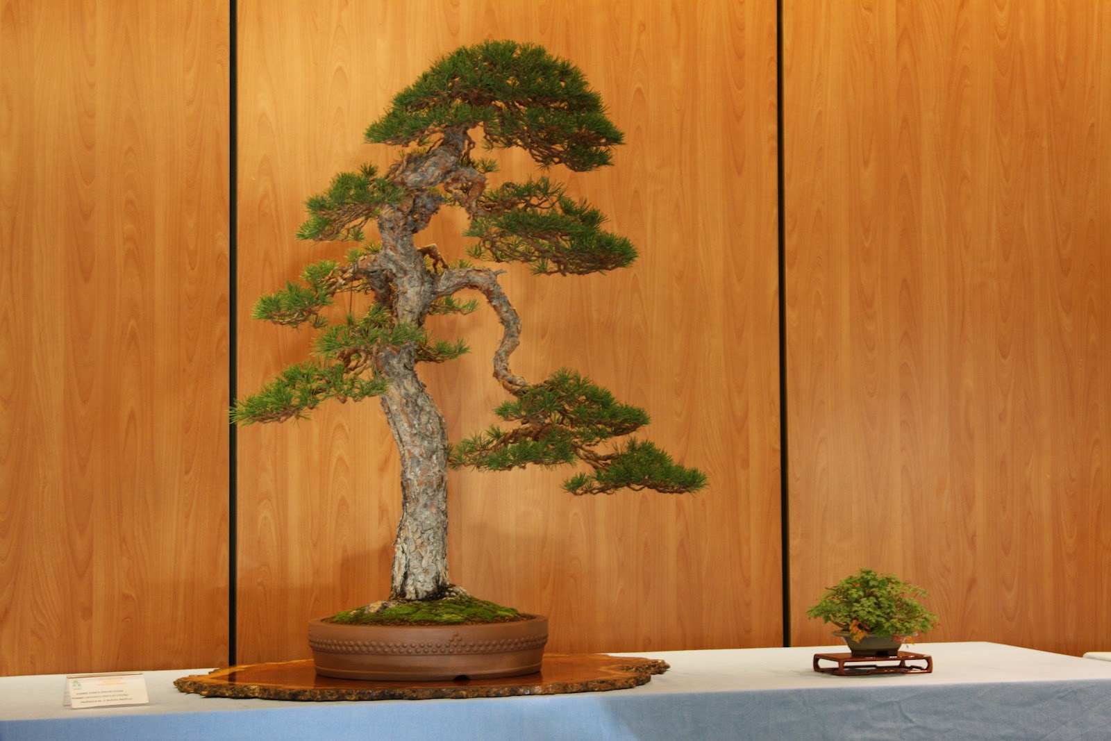 MIS COSAS CLUB BONSAI MADRID XXIX PARTE I