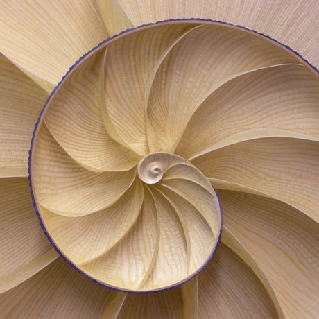 Nautilus_centre_section.jpg