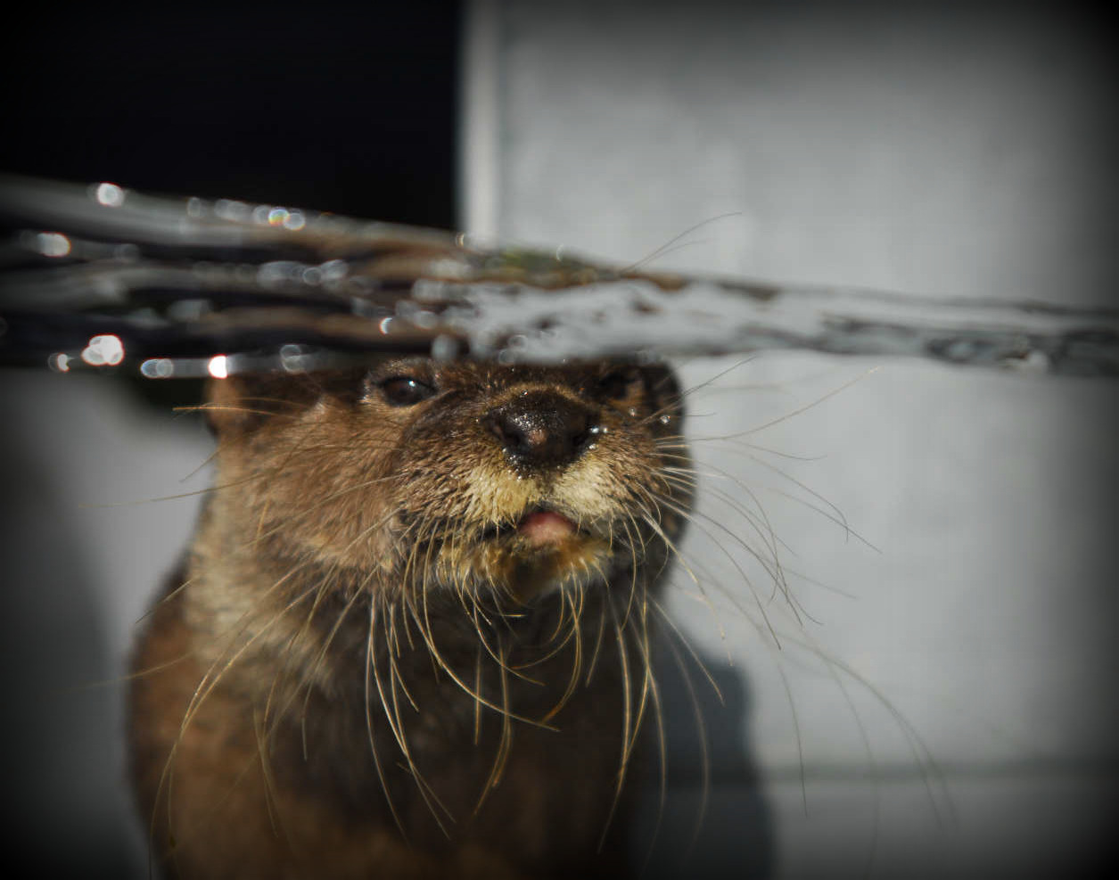 Funnily Enough: More about our tame otters who appear in 'Funnily Enough'