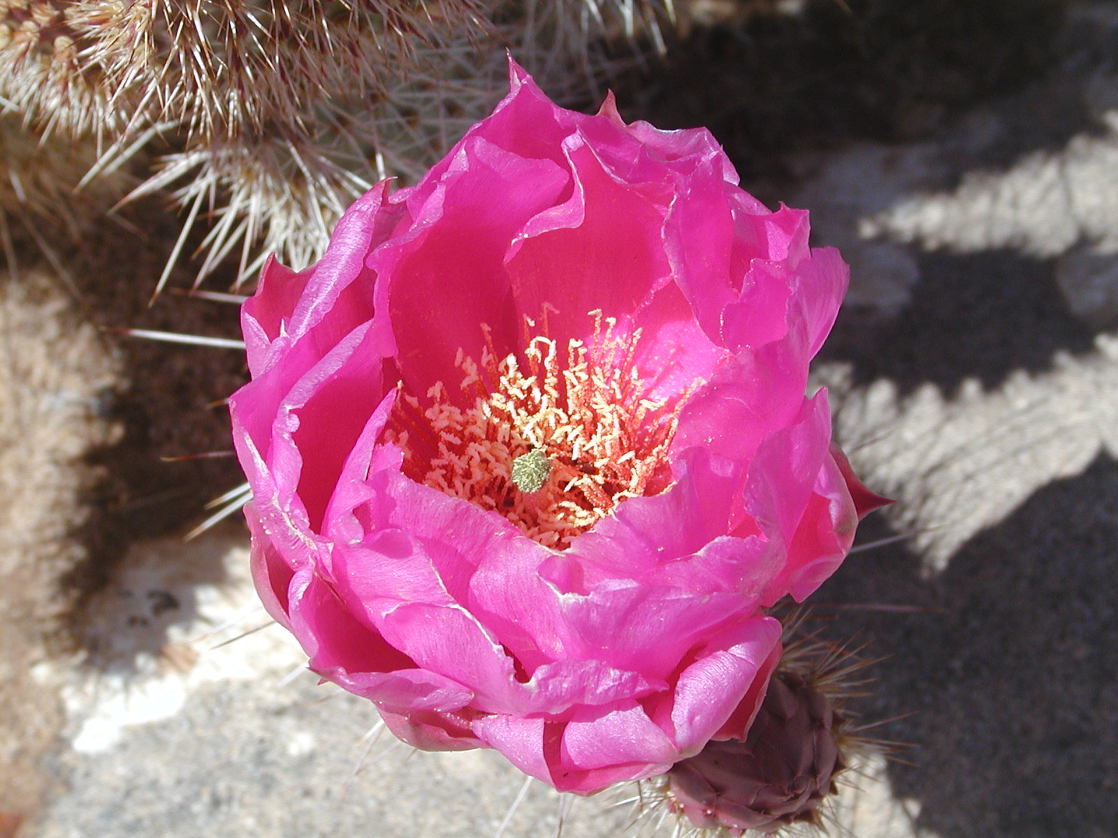 Grub Hub® Blog and Outdoor Ramblings Desert Flowers in Red Cliffs