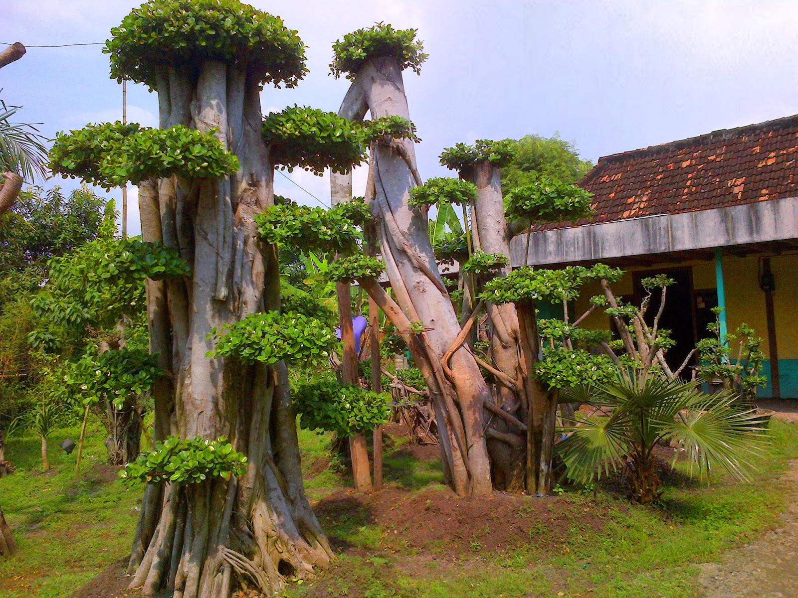 Panduan Lengkap Cara Menanam dan Merawat Beringin Hias Bagi Pemula