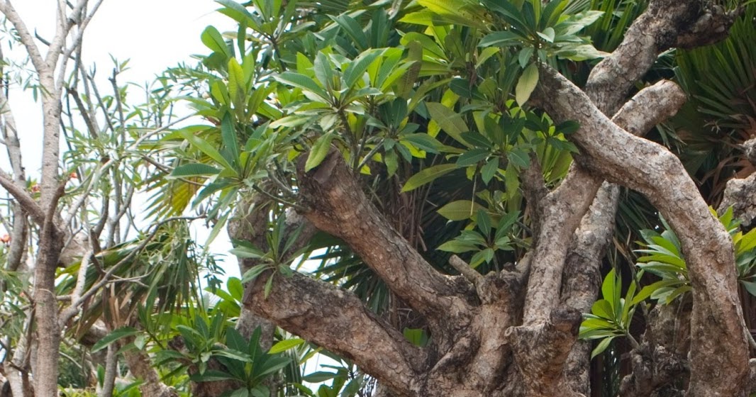 HARGA POHON KAMBOJA FOSIL, KAMBOJA PURBA, KAMBOJA TUA BESAR HARGA MURAH