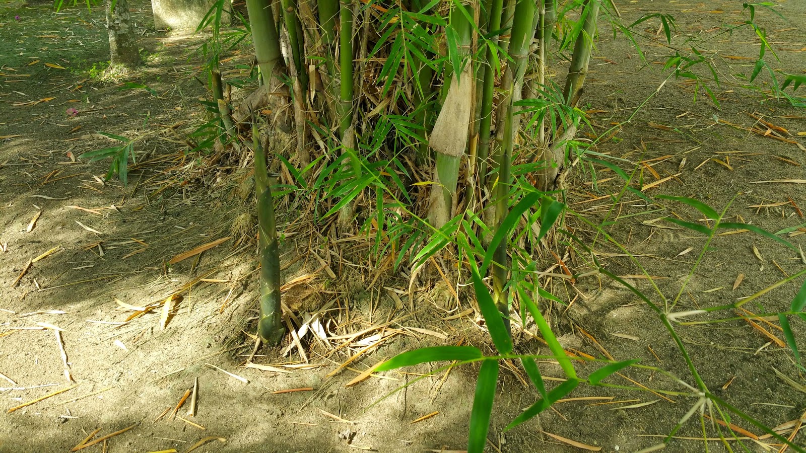 Xing Fu: HARVESTING BAMBOO SHOOTS