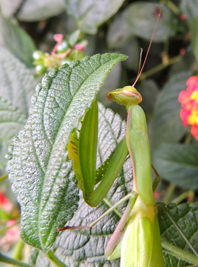 MANTIS RELIGIOSA