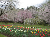 弘前城の桜とチューリップ