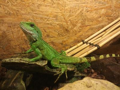 Reptilien und Terraristik Blog Grüne Wasseragamen