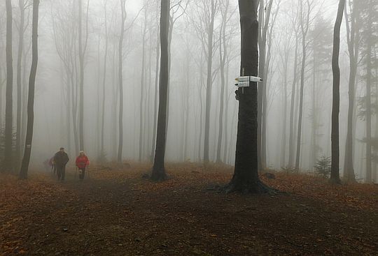 Rozstaj szlaków na Jaroszowickiej Górze. Rozstaj szlaków na Jaroszowickiej Górze.