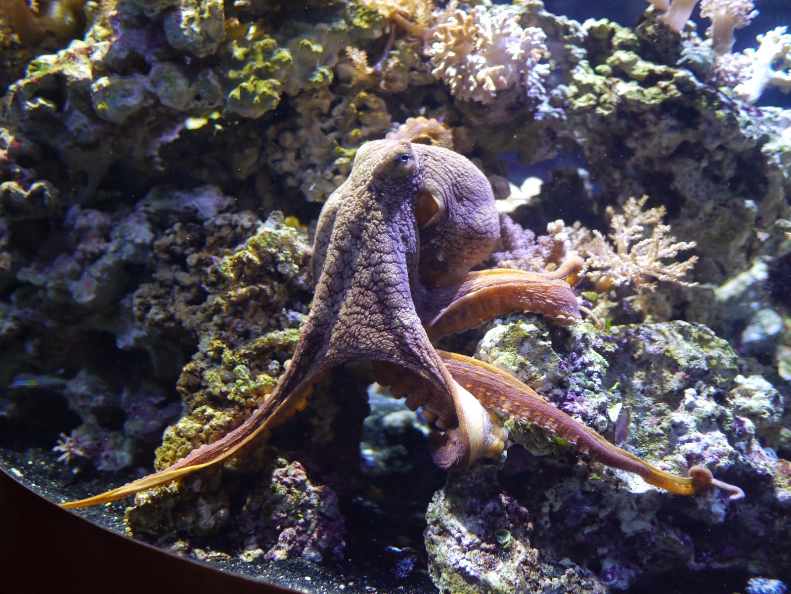 Little Hiccups: Monterey Bay Aquarium Visit