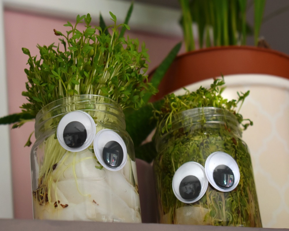How to Grow Your Own Cress Egg Heads