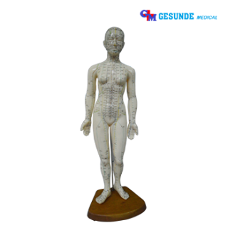 Jual Manikin Akupuntur Wanita GM-X504 Manikin Akupuntur Wanita GM-X504
