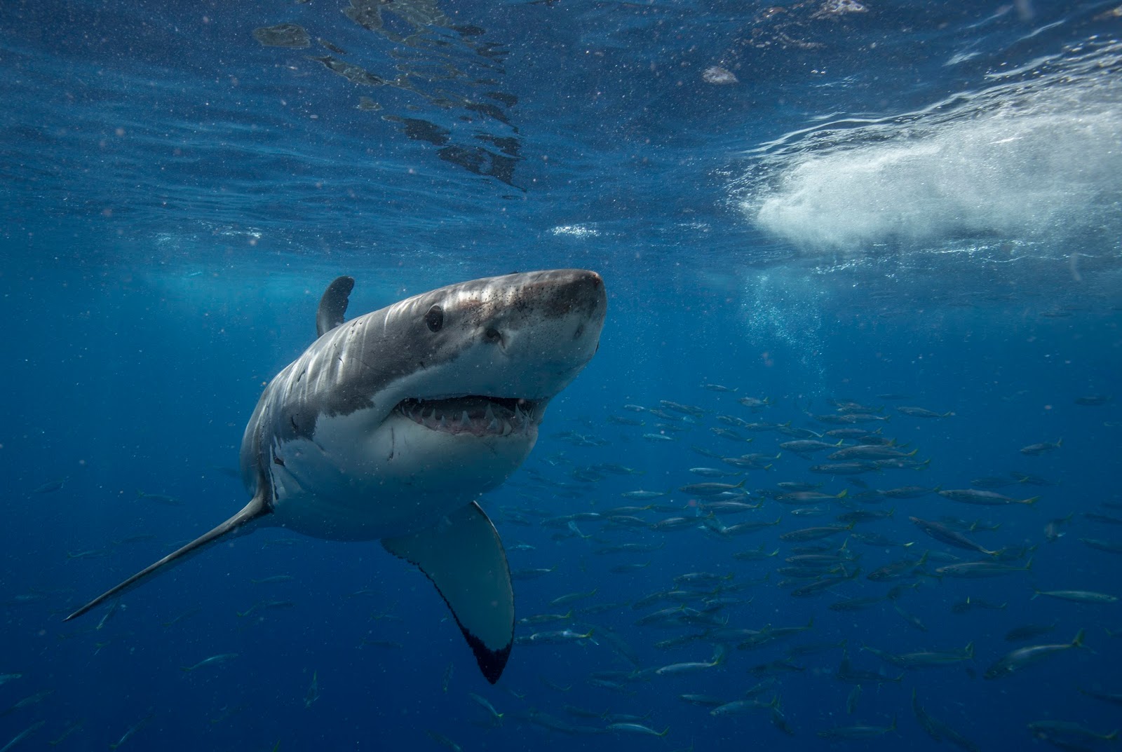 record shark attack Archives - SharkDiver