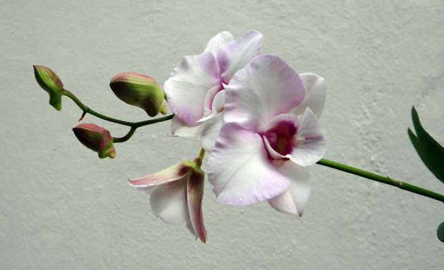 Orquideas dendrobium como cuidar Orquideas dendrobium como cuidar