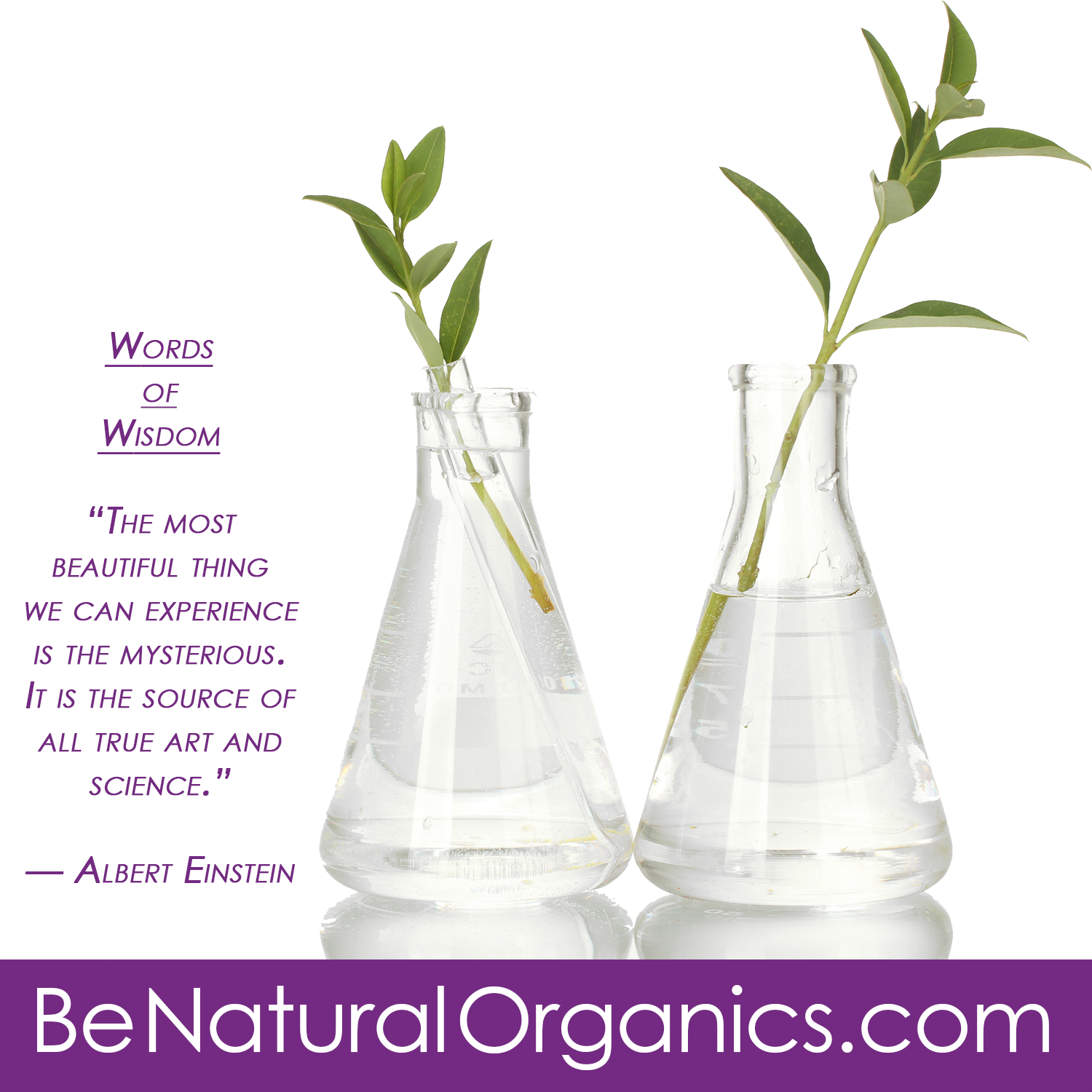 Be Natural Organics: Words of Wisdom - Albert Einstein on ...