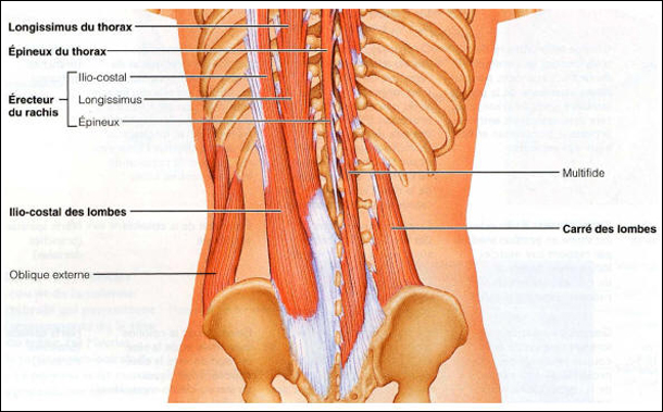 Muscles abdominaux vus de dos Muscles abdominaux vus de dos