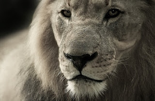 Gambar Singa Afrika Gambar Singa Afrika