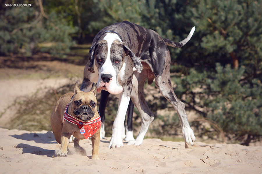Hundeblog Genkibulldog - Mit Hund auf den Sanddünen im Stadtwald Speyer Hundeblog Genkibulldog - Mit Hund auf den Sanddünen im Stadtwald Speyer