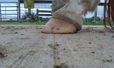 Hoof form affecting horse health, negative plantar angle, lameness horse lameness caused by negative coffin bone angle, bullnose