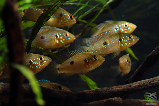 F1 Hemichromis lifalili(sp.moanda)