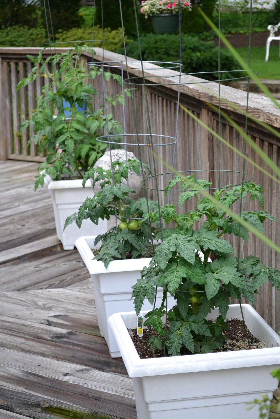 It's All About Purple Garden Blooms!!!!