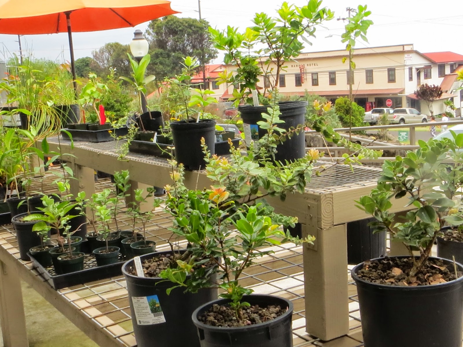 Let's Go! Native Plants, Hawai'ian Style