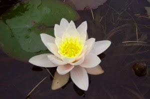 Nenufar blanco