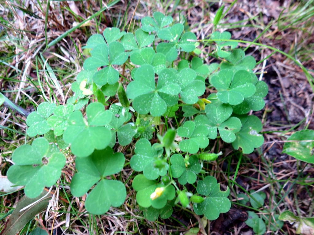 The Foraged Foodie Foraged Wood Sorrel Custard Pie
