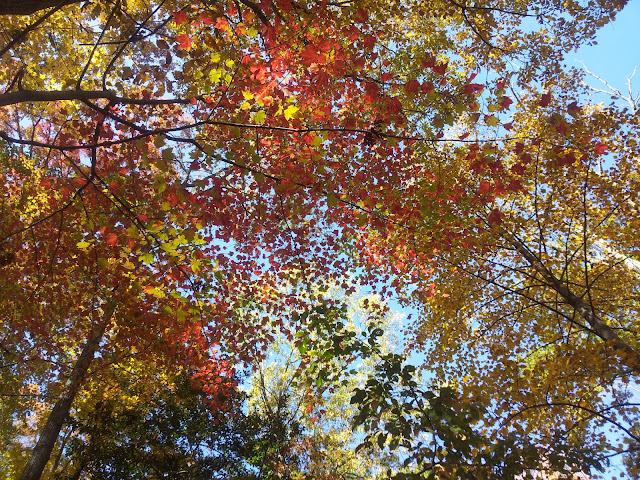 Autumn Leaves, Mount Vernon, Virginia, USA by rowanblaze