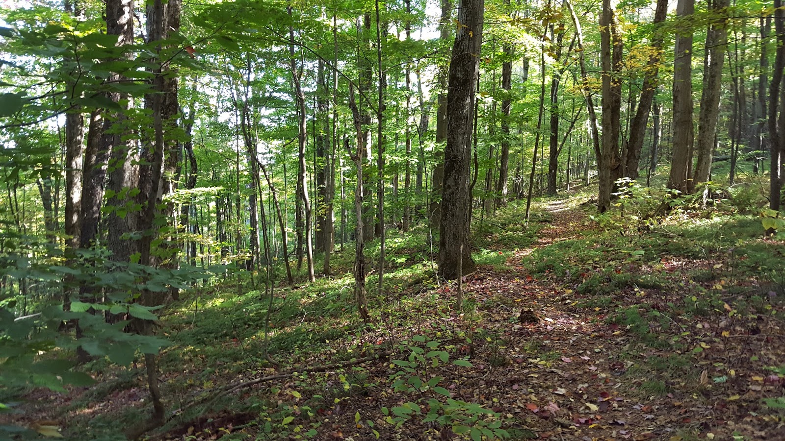 Sara Hikes... But Not Enough North Country Trail Stoney Brook Road