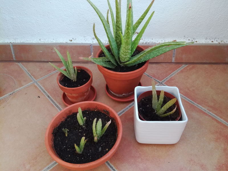 Le mie piante di Aloe vera Le mie piante di Aloe vera