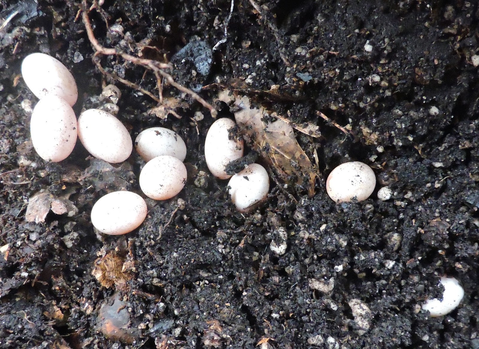 Springfield Plateau Skinky Little Eggs