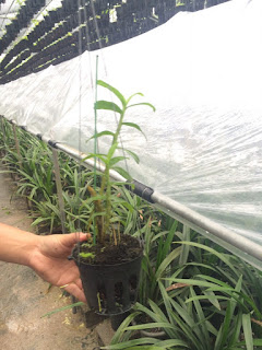 Nơi bán hoa lan đẹp tại hà nội - 1