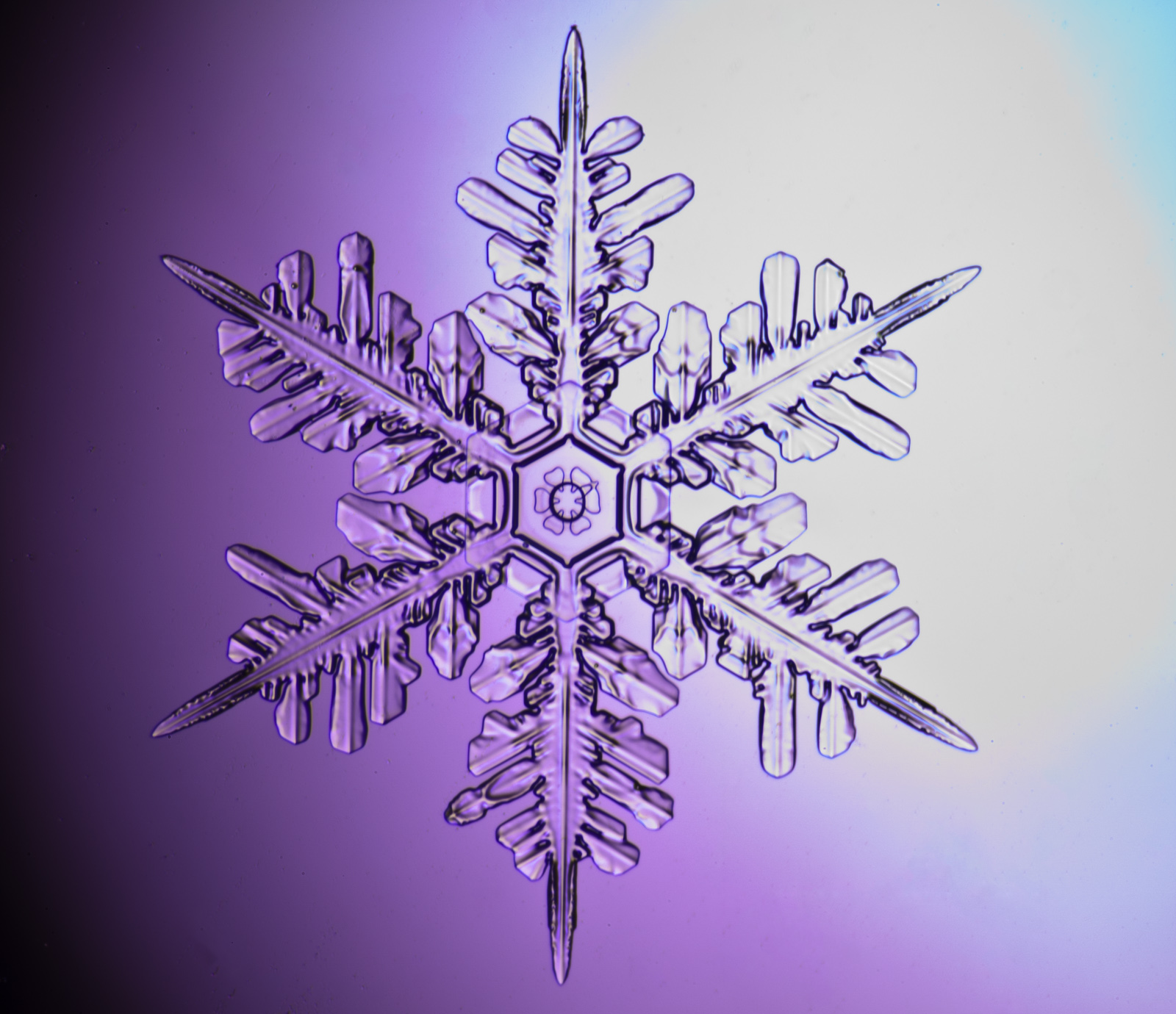 BABY PANDA BLOG SNOW CRYSTALS AWESOME