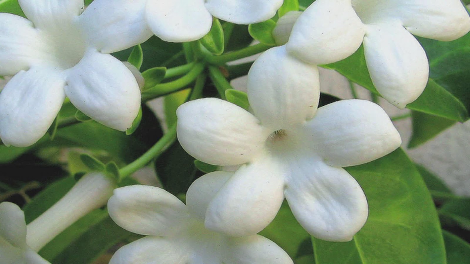 Jasmine Lovely Flowers Wallpapers 521 Entertainment World