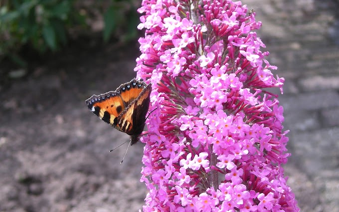 Foto mooie vlinder op vlinderstruik
