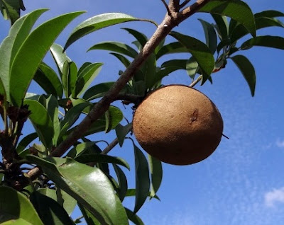 Benefits Of Sapodilla For Skin, How To Make Sapodilla Masker