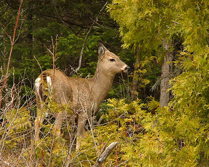 [Image: Whitetail-Deer-Images-+02.jpg]