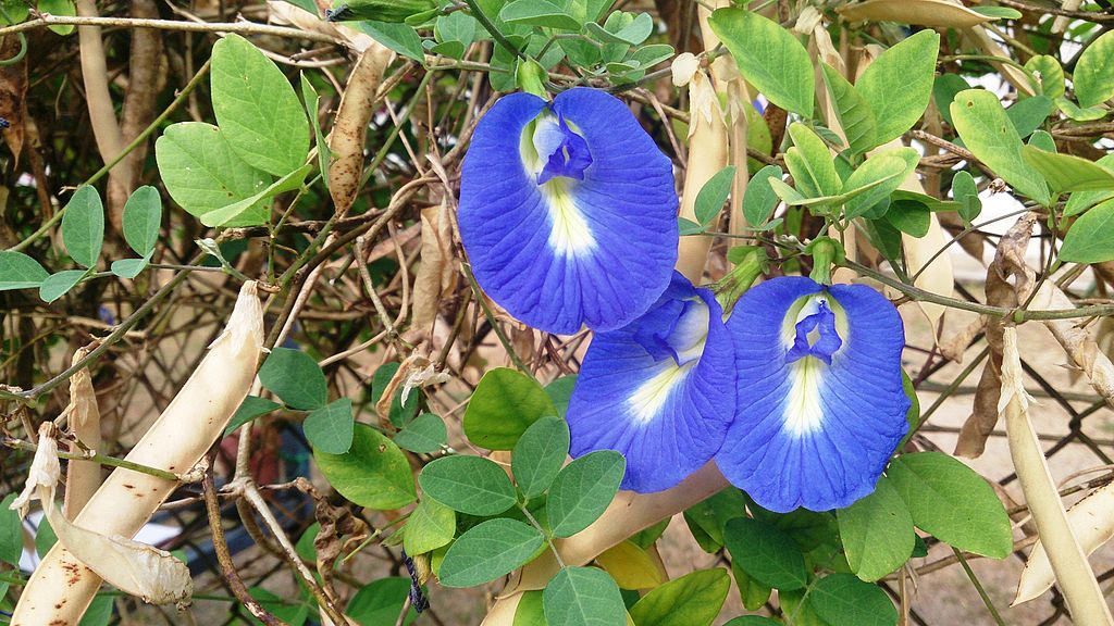 Viveiro Ciprest - Plantas Nativas e Exóticas: Ervilha Borboleta ou Rainha  Azul ( Clitoria ternatea )