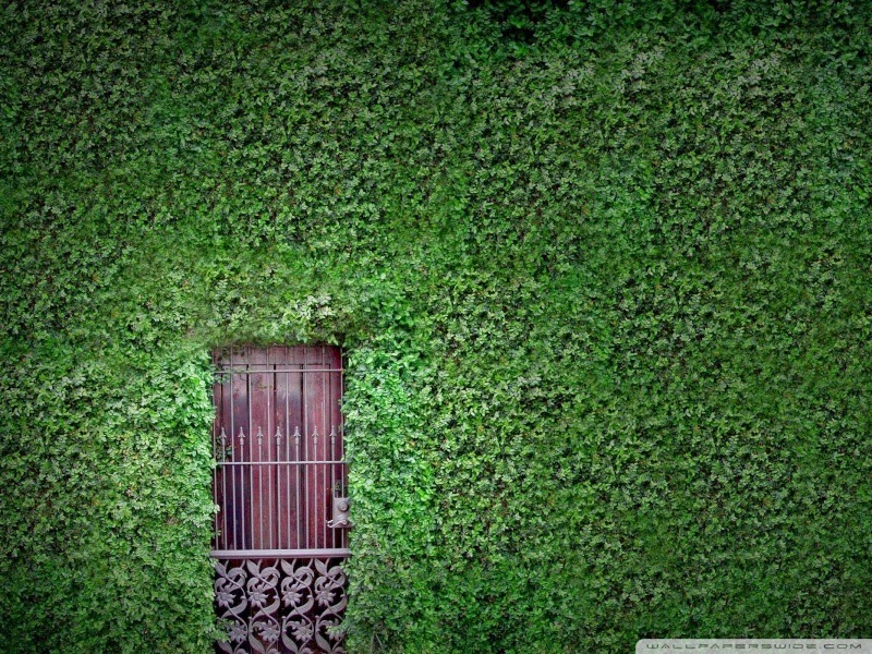 green wall 25 Best Wallpapers For HTC Nexus 9 