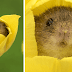 Photographer Tiptoed Through The Flowers To Capture Harvest Mice, And The Result Is Amazing