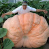Por que existem tantos vegetais gigantes no Alasca?