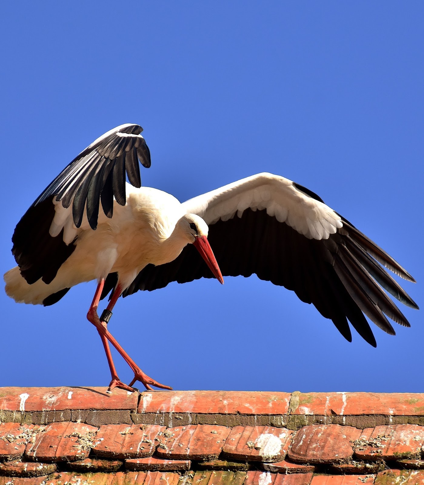Picture of a stork walking on a rooftop.