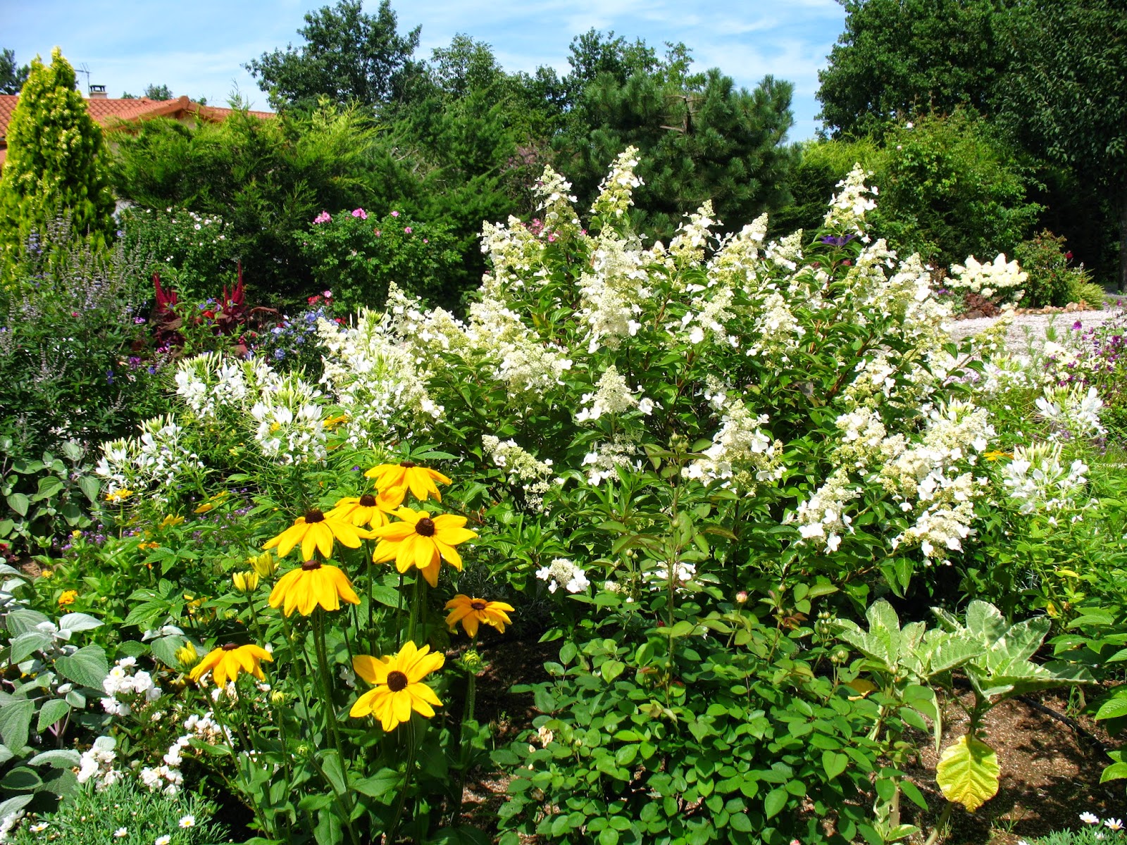 Roses Du Jardin Cheneland Hydrangea Paniculata Limelight